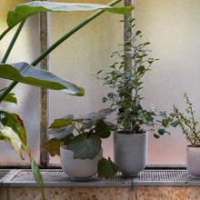 Load image into Gallery viewer, COLLECT | PLANTER POT M
