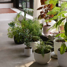 Load image into Gallery viewer, COLLECT | PLANTER POT S
